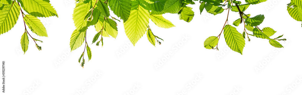 border of fresh green beech leaves in sunshine isolated on transparent background, overlay texture template banner - obrazy, fototapety, plakaty 