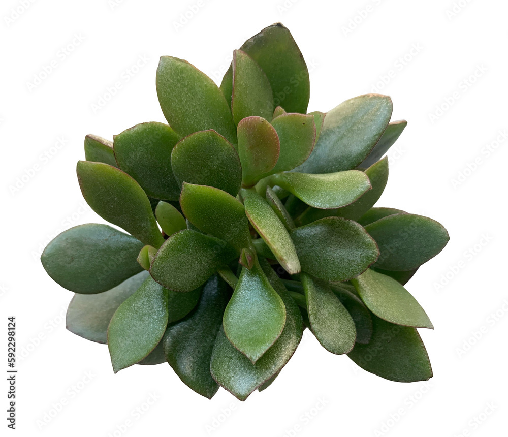 Fototapeta premium Crassula ovata 