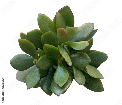 Crassula ovata 