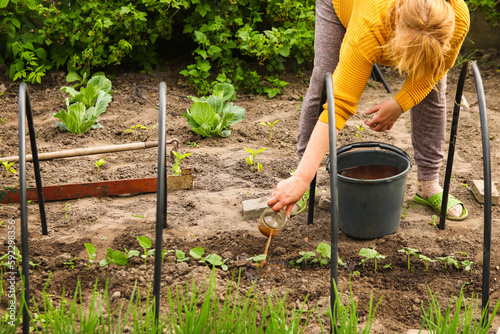 Woman pours liquid mineral fertilizer. Watering with fertilizers of young vegetable shoots. Cultivation and caring. Organic fertilizers. Hand with fertilizers in agriculture farm