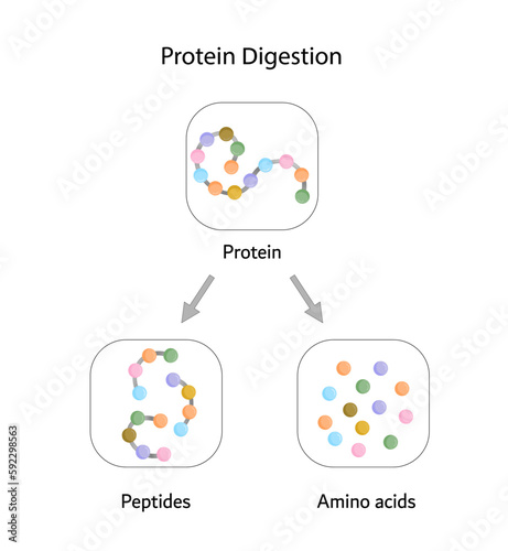 Protein Digestion. Proteases Enzymes (proteinases and peptidases) are digesting and breaking the protein into small peptide chains then into single amino acids, to be absorbed into the blood stream