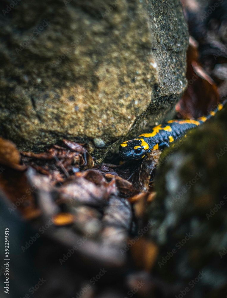 Fototapeta premium Salamander in Nature