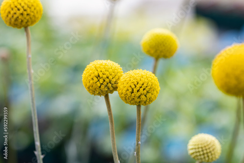 Craspedia globosa (billy buttons or woollyheads). This plant is native to Australia and New Zealand. It produces yellow spherical flowers. It's also called Gold Sticks or Drum sticks for its shape. photo