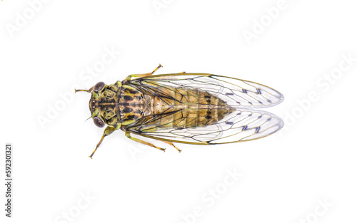 Green, grey and brown hieroglyphic cicada fly - Neocicada hieroglyphica - top dorsal view isolated on white background photo