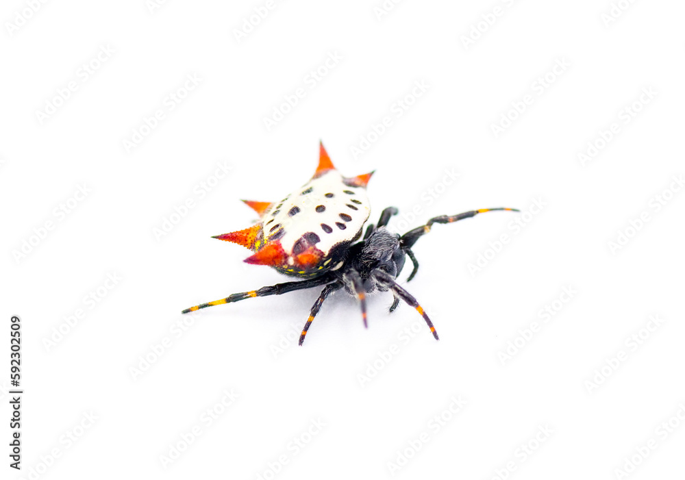 Spiny backed orb weaver spider Gasteracantha cancriformis aka crab