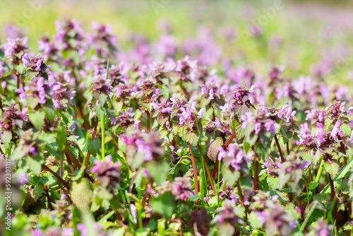 Lamium L. on the field in the forest.