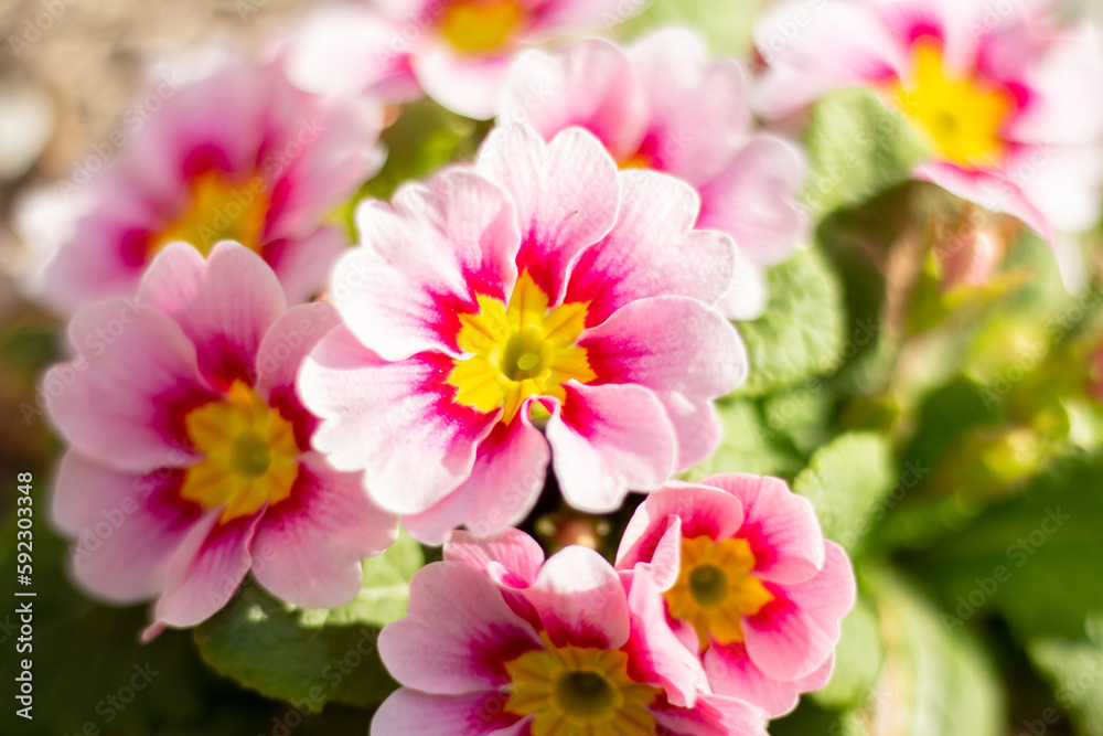 Pink primrose in the garden. Pink primrose in the garden.