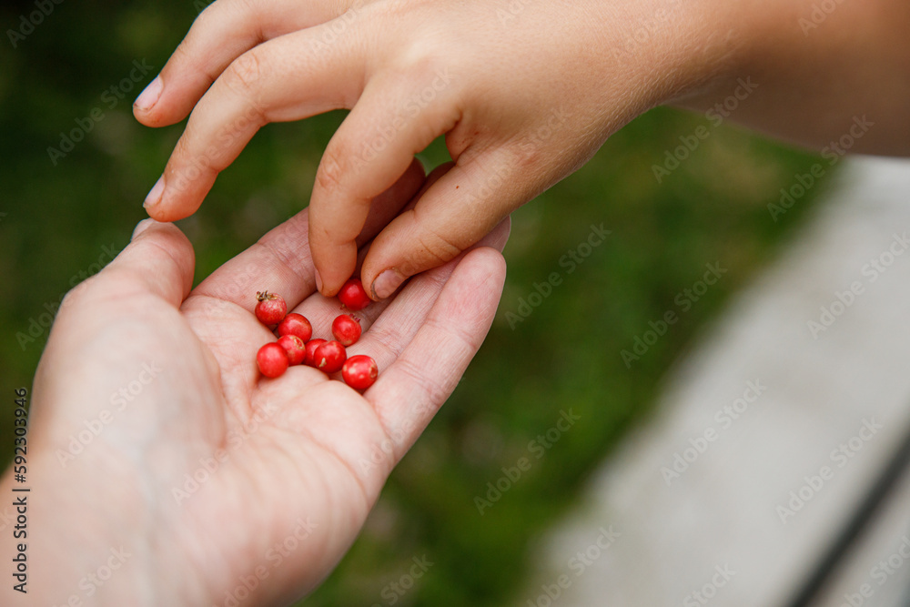 child's hand picking red berries from man's palm child's hand picking red berries from man's palm
