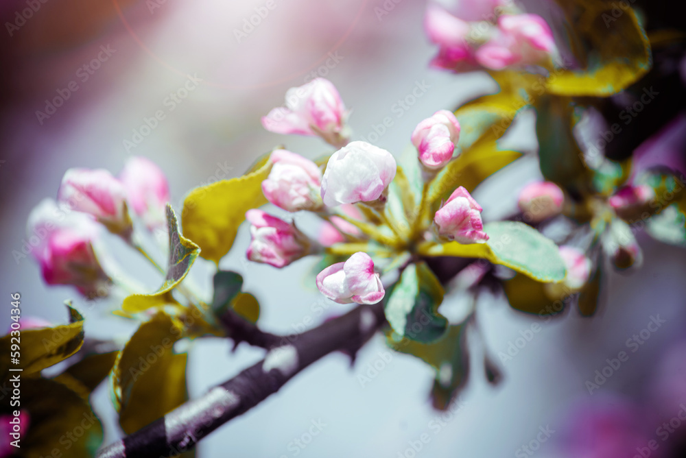 appletree blossom branch in the garden in spring
