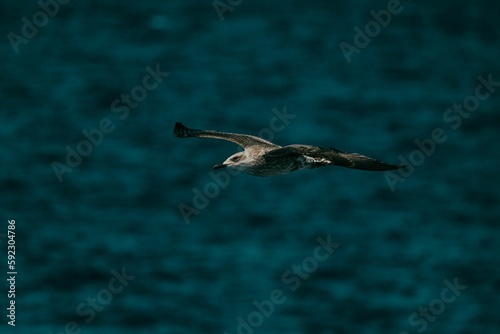 Seagull flying above the ocean
