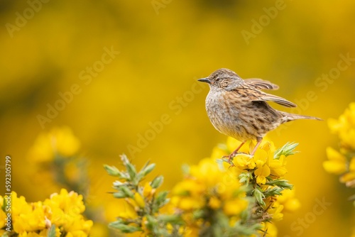 Adorable Dunnock perched on yellow gorse flowers in Scotland