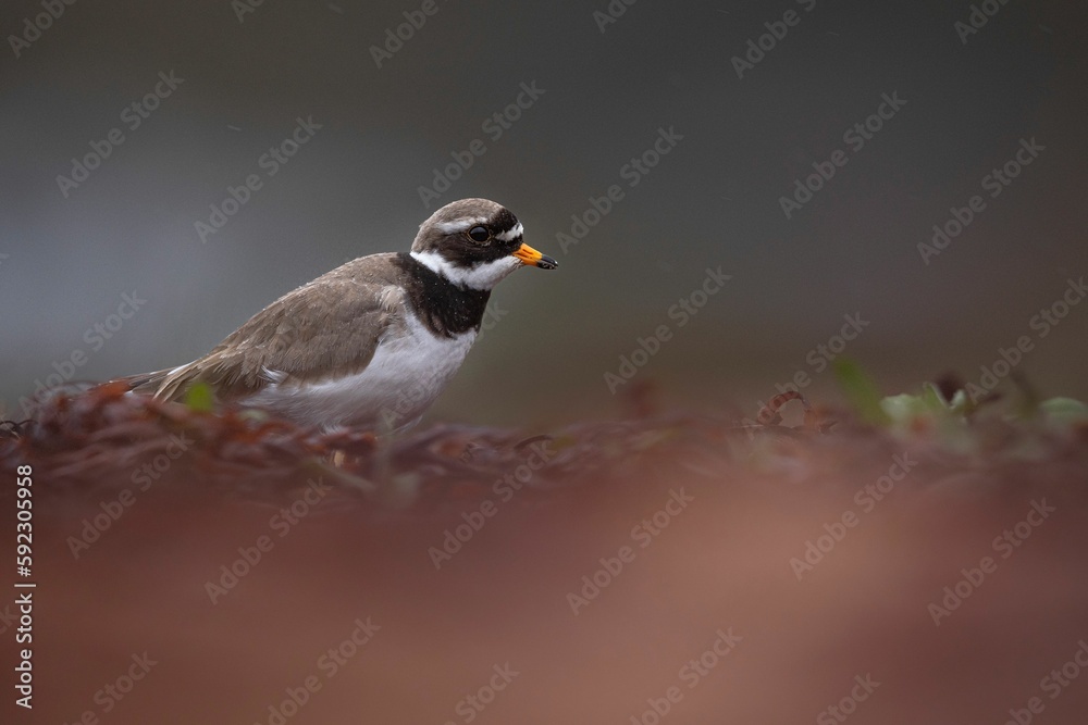 Adorable ringed plover searching for food amongst the seaweed on a beach in Scotland