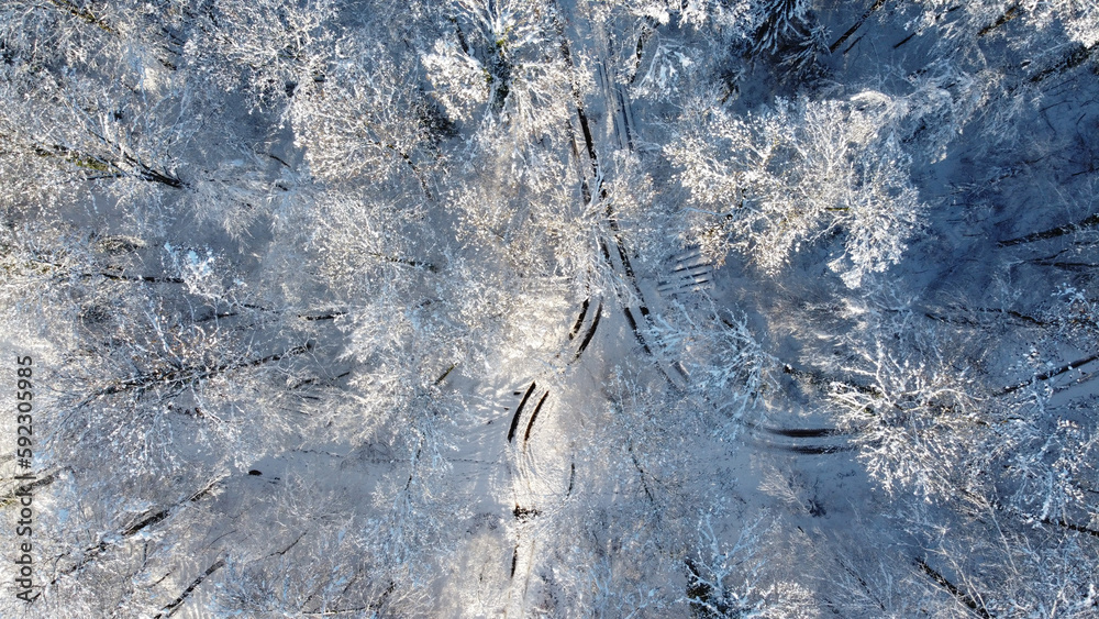 Fototapeta premium Forest during Winter