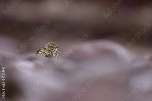 Adorable Rock Pipit bird searching for food the rocks whilst it rains on a Scottish beach