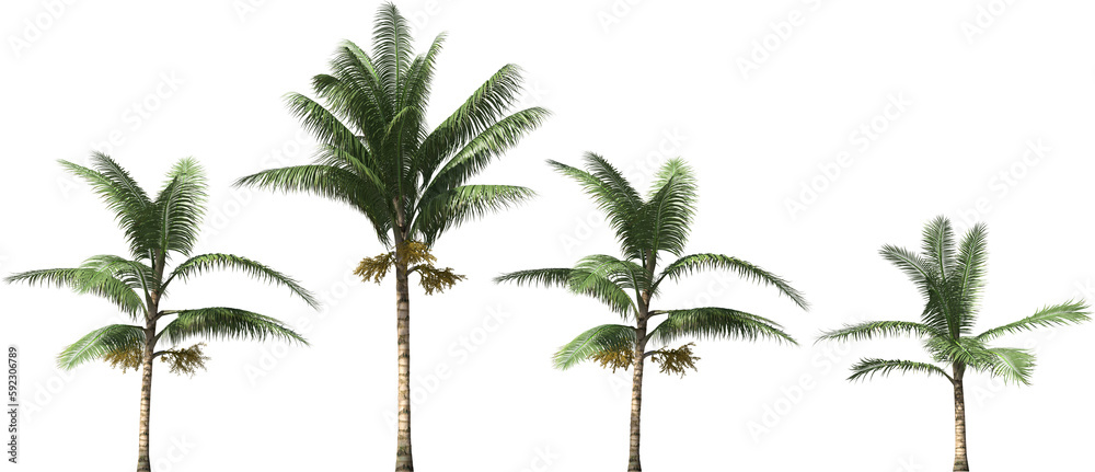 palm tree exotic acanthophoenix crinita arch viz cutout