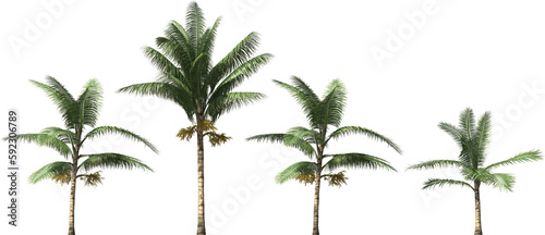 palm tree exotic acanthophoenix crinita arch viz cutout photo