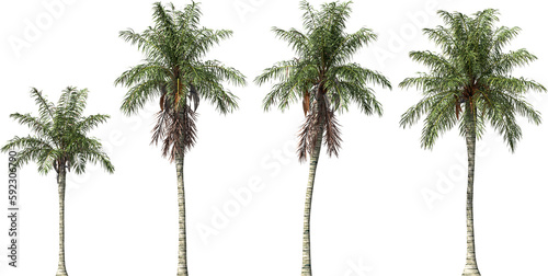 palm tree exotic acrocomia aculeata arch viz cutout