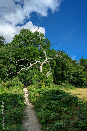 Toter Baum an einem Wanderweg durch das "Ekkodalen"-Tal im Wald von Almindingen auf Bornholm
