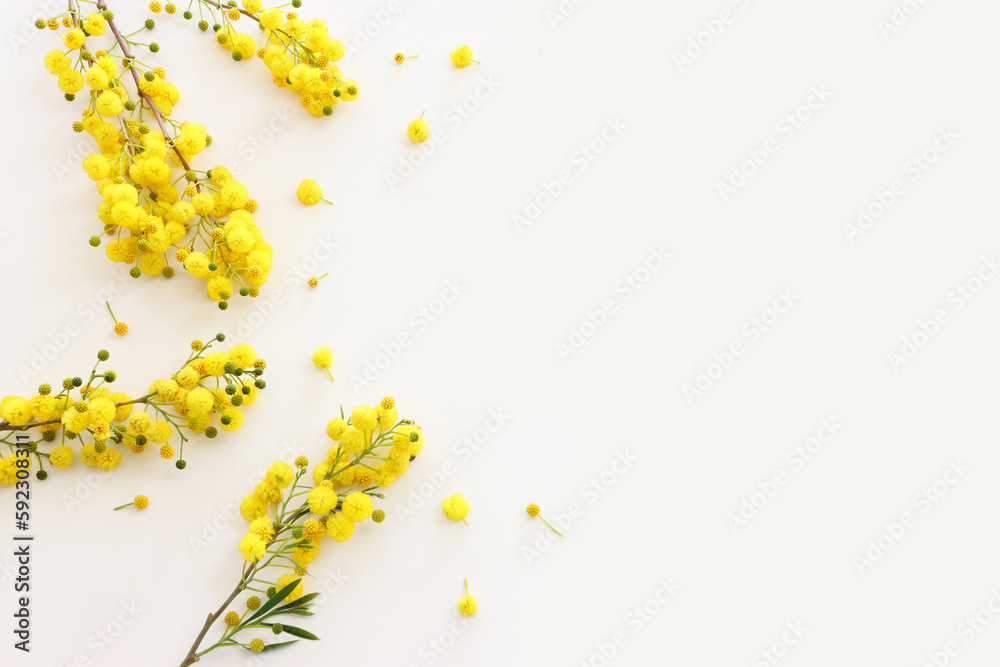 Top view image of spring yellow mimosa flowers composition over white background