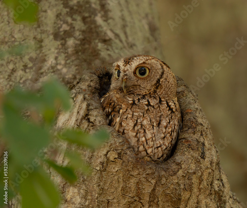 Fotografía Female screech owl