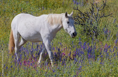Fototapeta Naklejka Na Ścianę i Meble -  Wild Horse in Spring Wildflowers near the Salt river in the Arizona Desert