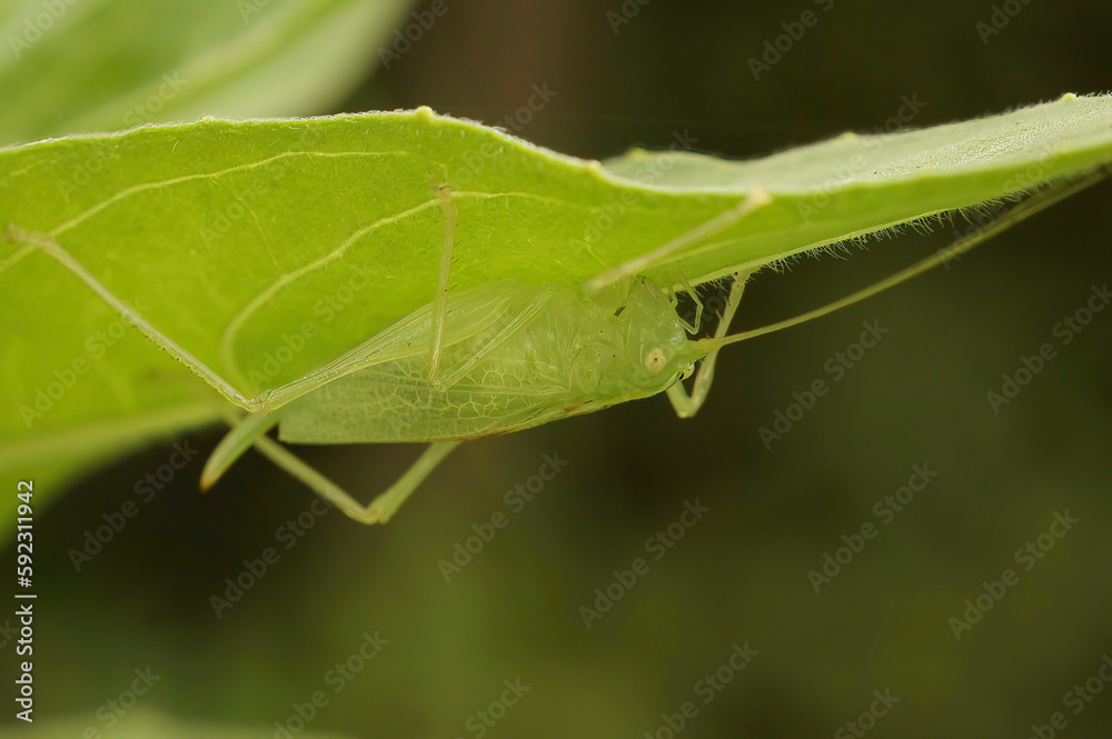 Closeup on the light green bush-cricket ,Meconema thalassinum, hanging upside down under a green leaf Closeup on the light green bush-cricket ,Meconema thalassinum, hanging upside down under a green leaf