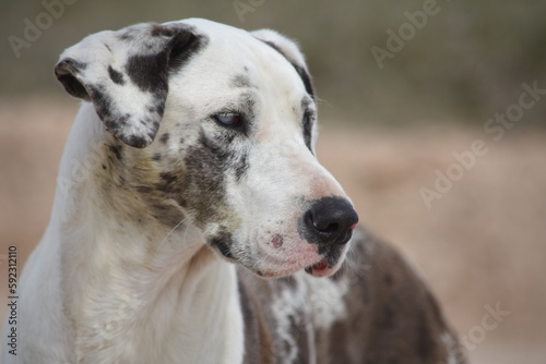 Perro gran danés blanco con manchas negras y ojos claros