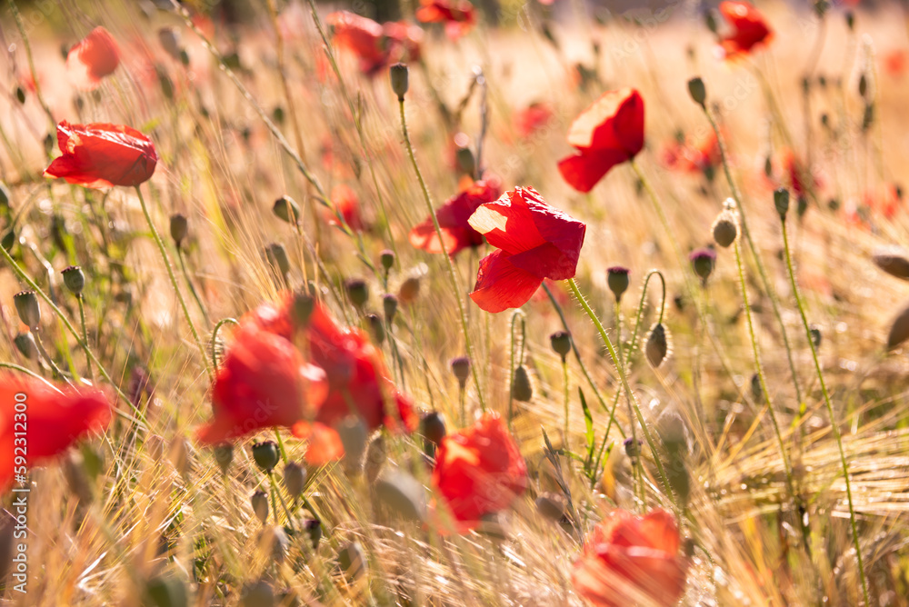 Naklejka premium Red wild poppy flowers in blossom, natural summer background
