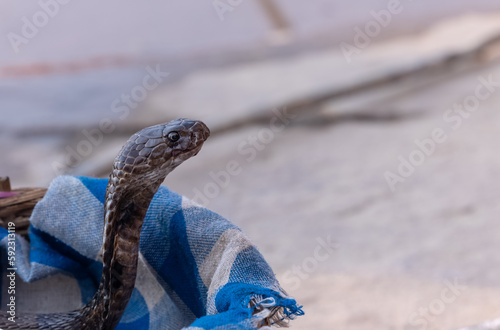 Indian Spectacled Cobra (Naja naja) in forest. photo