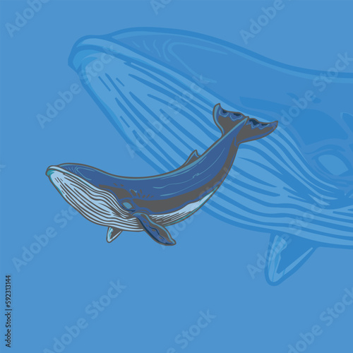whale illustration for logo and tshirt design 02 (ID: 592313144)