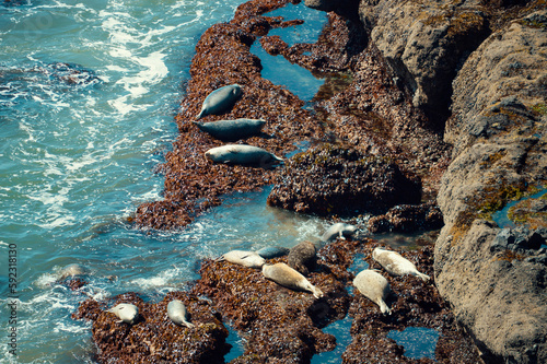 Seals resting on rocky shore on Pacific Ocean, West Coast USA