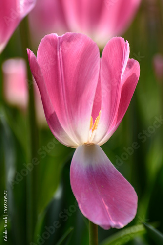 pink and white tulip