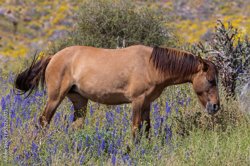 Wild Horse in Spring Wildflowers near the Salt river in the Arizona Desert