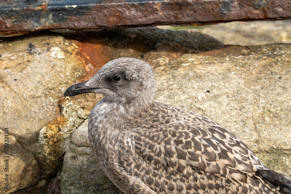 Closeup shot of a juvenile seagull resting under the sun Closeup shot of a juvenile seagull resting under the sun