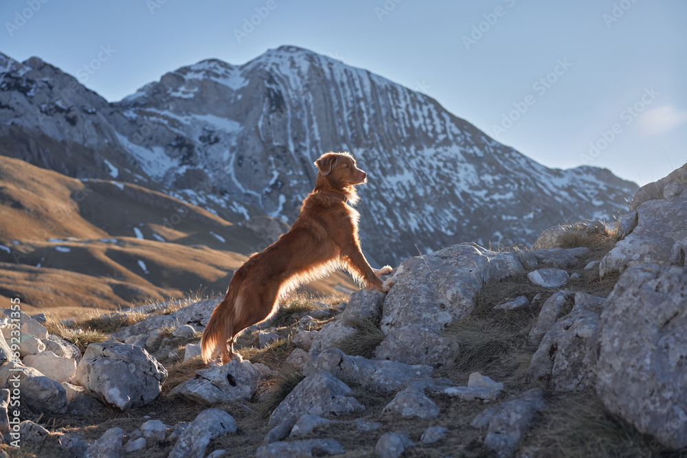 dog in the mountains. Nova Scotia duck tolling Retriever in nature. Hiking with a pet