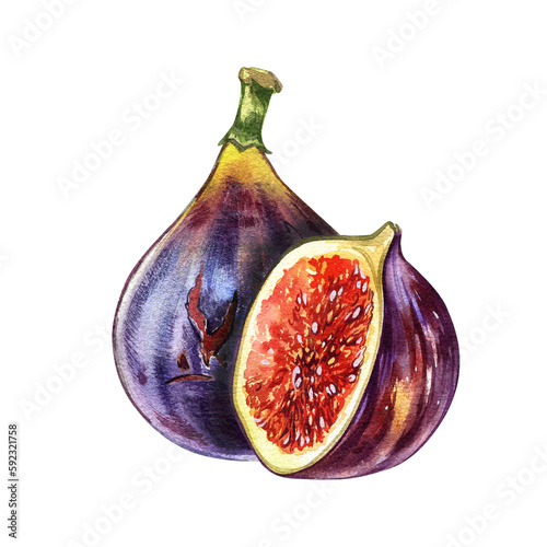 Ripe fig fruit, slice isolated on white background. Watercolor handrawing botanic realistic illustration. Art for design