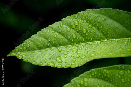 green leaf with water drops © youm