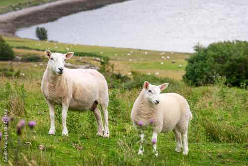 Sheep and lamb standing in a meadow with thistles in the Highlands, Scotland, UK