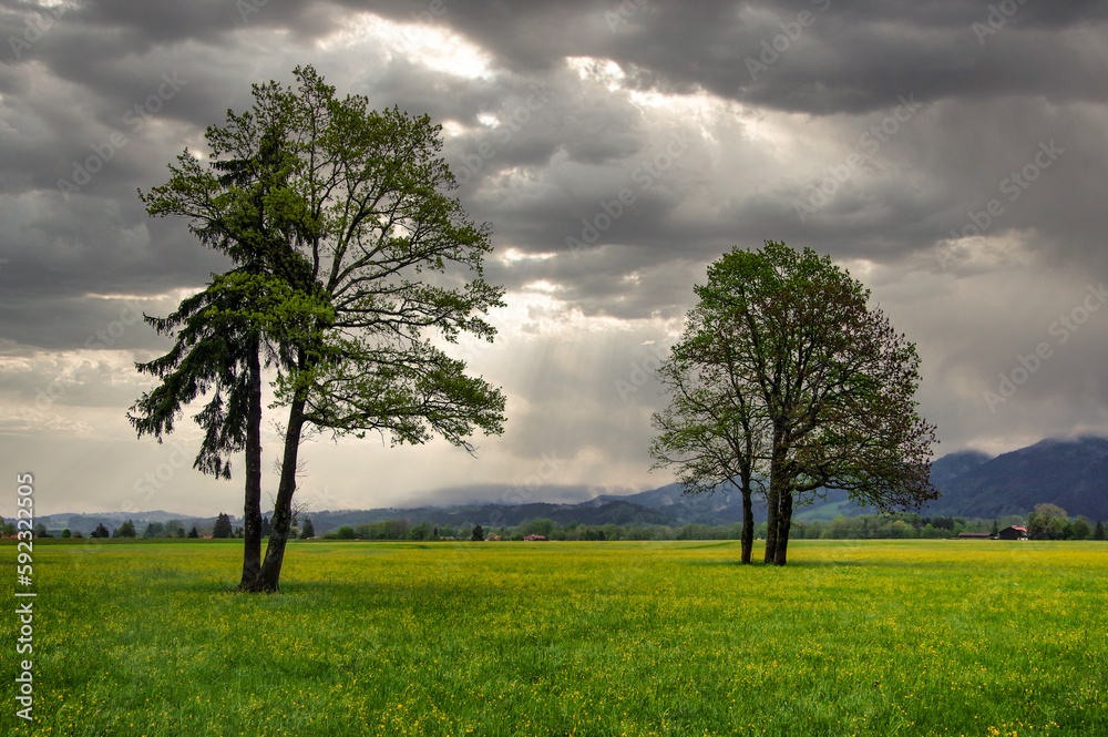 Stimmung vor Gewitter, Regen, Landschaft, Natur, Bäume auf Wiese