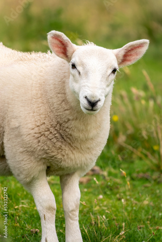 Close up portrait of a curious young sheep in a meadow in the Highlands, Scotland, UK