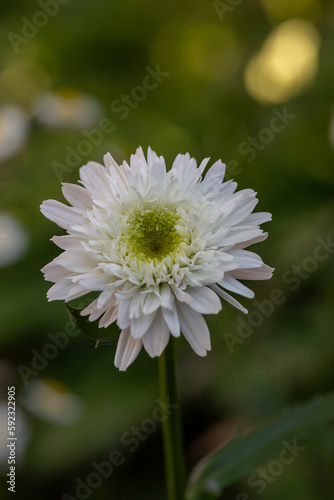 Blooming white chamomile flower on a green background in a summer sunny day macro photo. Fluffy camomile with white petals in the meadow close-up photo. Blossom daisy in springtime floral background.