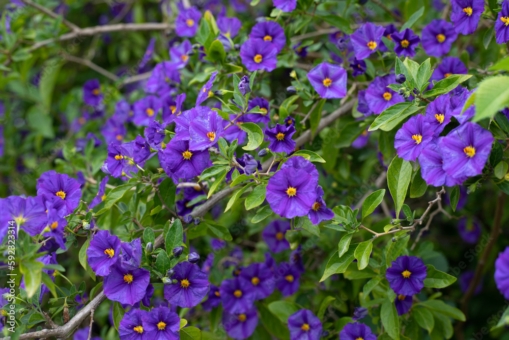 flowers in the spring time flowers in the spring time