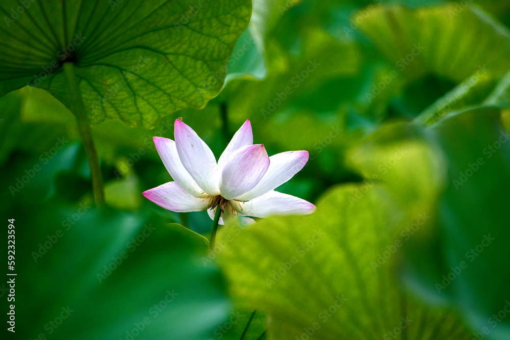 pink lotus flower in the pond pink lotus flower in the pond