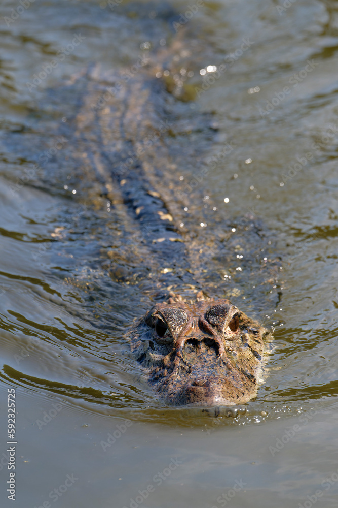 Black caiman (Melanosuchus niger) swimming in the Madre de Dios River, Manu National Park, Peruvian Amazon, Peru Black caiman (Melanosuchus niger) swimming in the Madre de Dios River, Manu National Park, Peruvian Amazon, Peru