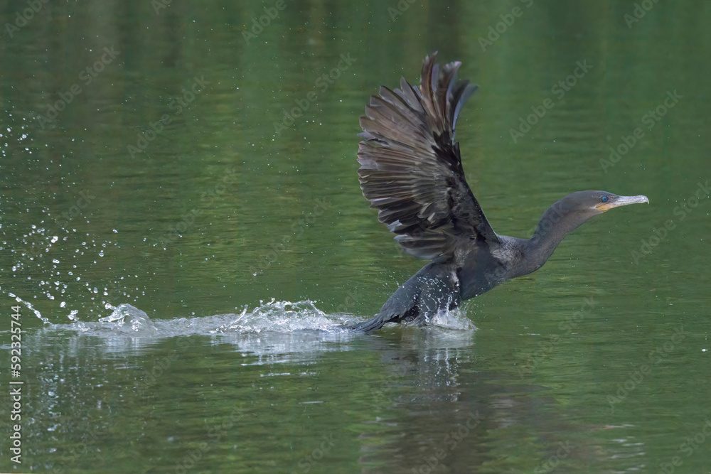 Neotropical Cormorant (Phalacrocorax brasilianus) taking off from water, Manu National Park, Peruvian Amazon, Peru Neotropical Cormorant (Phalacrocorax brasilianus) taking off from water, Manu National Park, Peruvian Amazon, Peru