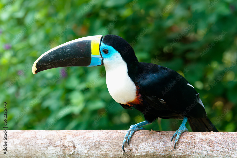 White-throated toucan (Ramphastos tucanus), Manu National Park cloud forest, Peru White-throated toucan (Ramphastos tucanus), Manu National Park cloud forest, Peru