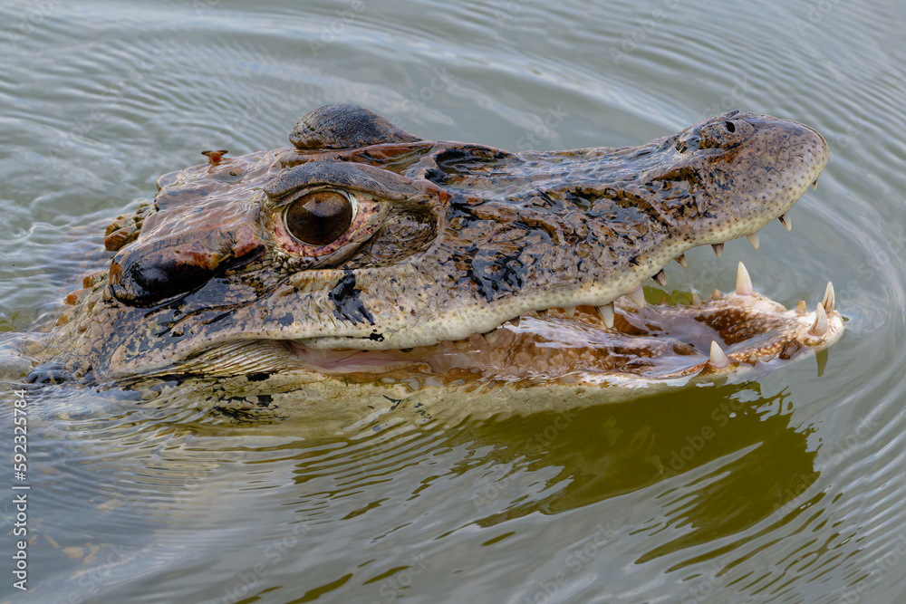Black caiman (Melanosuchus niger) swimming in the Madre de Dios River, Manu National Park, Peruvian Amazon, Peru Black caiman (Melanosuchus niger) swimming in the Madre de Dios River, Manu National Park, Peruvian Amazon, Peru