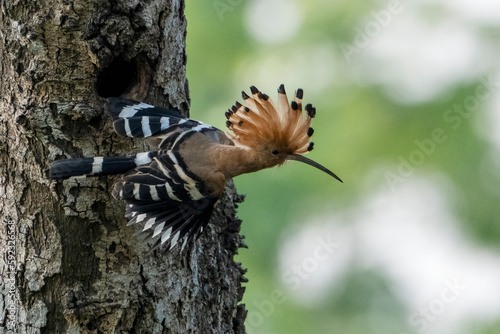 Hoopoe, hudhud, sagacious birds in Islam taken from Lawachora forest, sylhet, Bangladesh. Hudhud has been mentioned twice in the Holy book Quran.