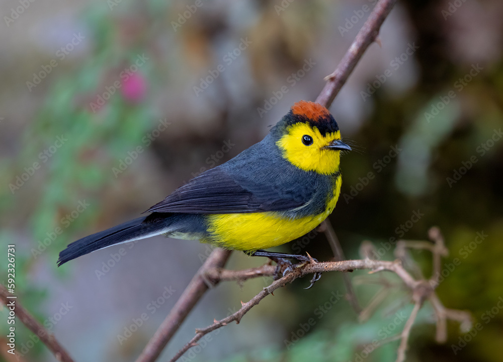 Collared Redstart perching