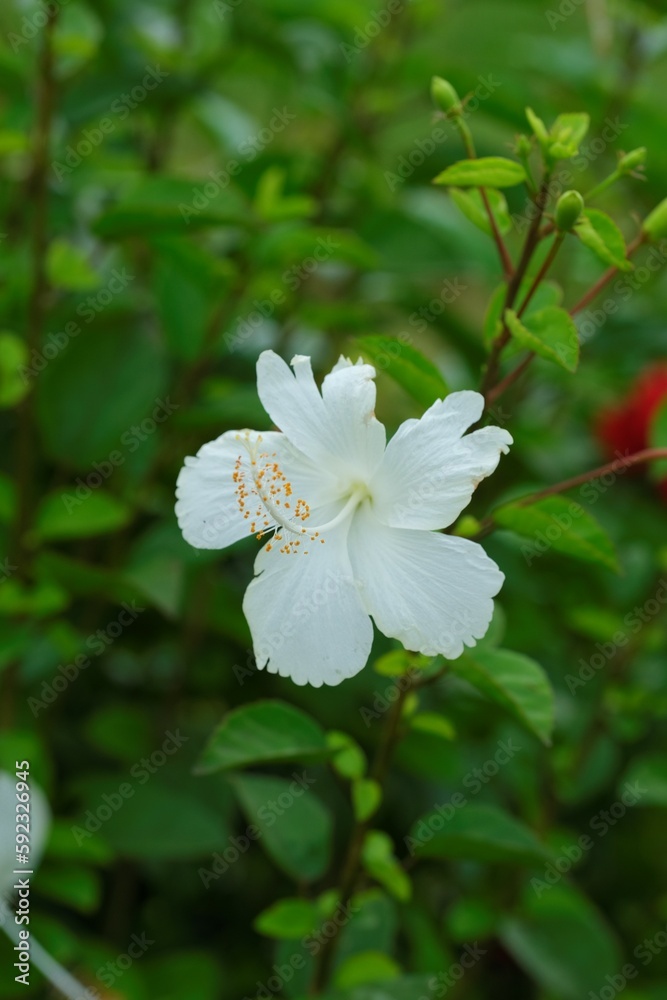 White hibiscus flower or shoeblackplant in the garden. Latin name is hibiscus rosa sinensis. Kembang sepatu White hibiscus flower or shoeblackplant in the garden. Latin name is hibiscus rosa sinensis. Kembang sepatu